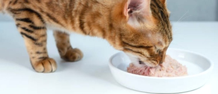 고양이가 참치를 좋아하는 과학적인 이유
