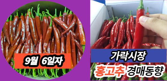  [경매사 일일보고] 9월 6일자 가락시장 홍고추 경매동향을 살펴보겠습니다!