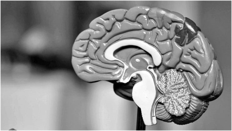 뇌의 우뇌와 좌뇌 사이의 비대칭성과 성차에 대한 정보 소개