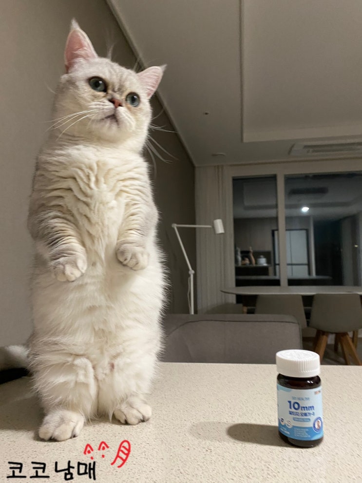  강아지&고양이 필수 영양제! 비타파우 쏘헬시 10mm 알티지 오메가-3 체험단