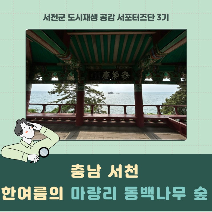  [서포터즈] 충남 서천  한여름의 마량리동백나무숲