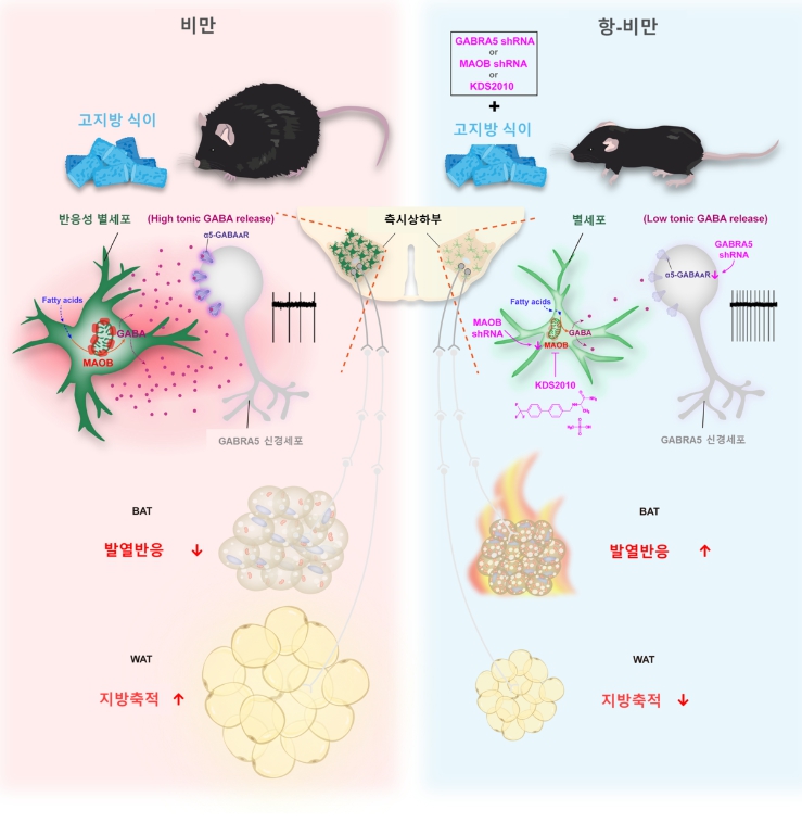  뇌 속 비만 억제 스위치 발견으로 다이어트 약 종결-이제 체중 조절 스위치만 조절하면 된다!