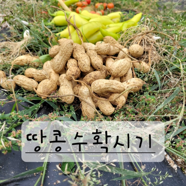  땅콩 첫 수확기, 햇땅콩 수확 시기
