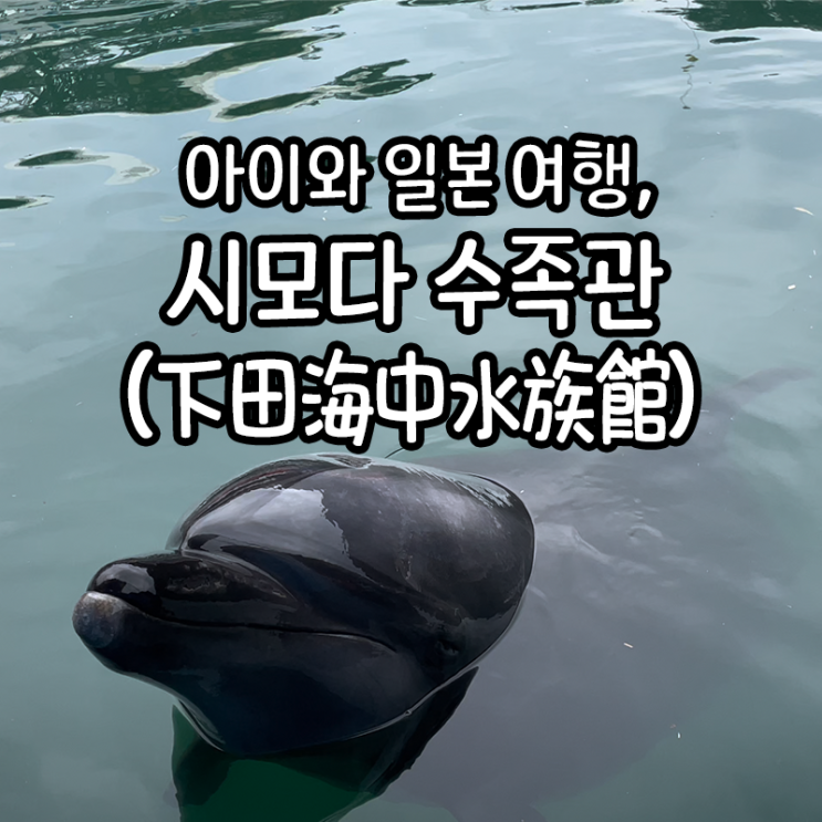  아이와 일본 바다 여행, 돌고래를 가까이서 보고 만지고 싶다면 시모다 수족관 두번째