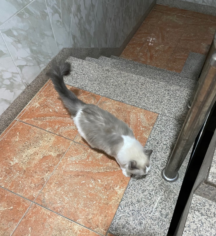  집사라면 꼭 알아야하는 고양이 꼬리 언어