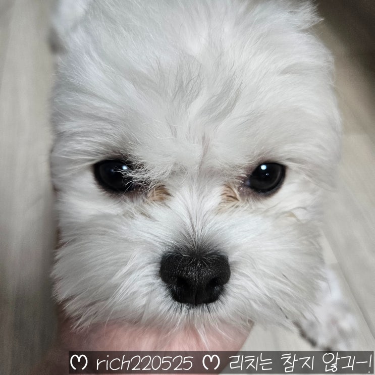  [펫클럽] 강아지 눈물 자국 지우개 사용후기(네이쳐스 티어스테인 워시)