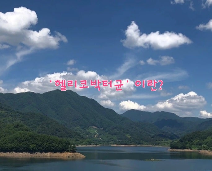 성인 절반 이상이 감염된 '헬리코박터균' 이란? 성인 절반 이상이 감염된 '헬리코박터균' 이란?