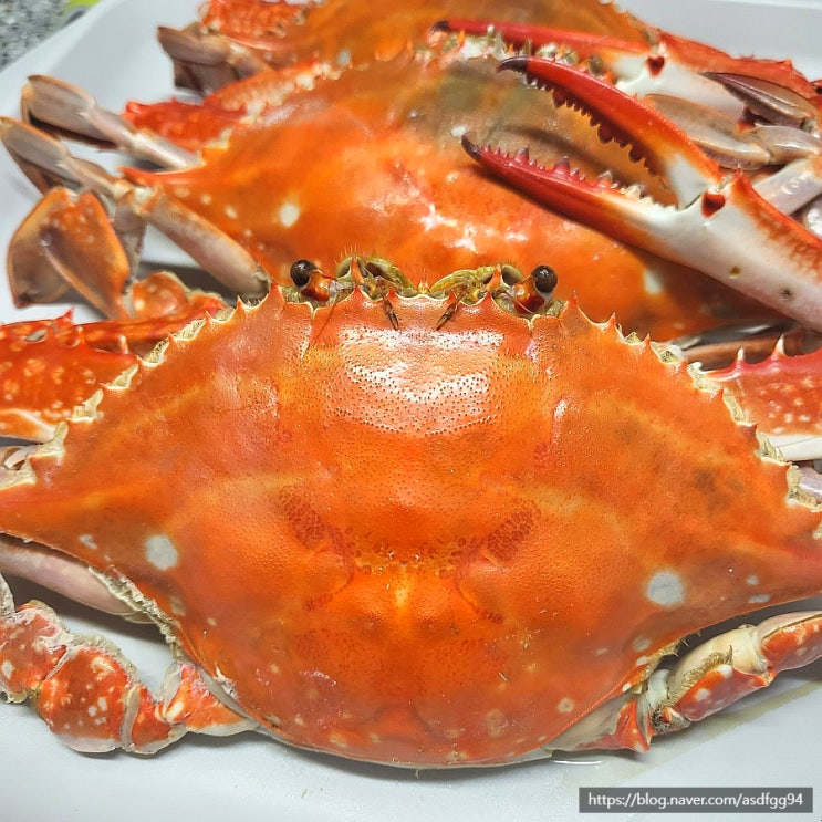  꽃게찜 찌는시간 활꽃게 찌는법 냉동꽃게 찌는법 생물꽃게 손질법