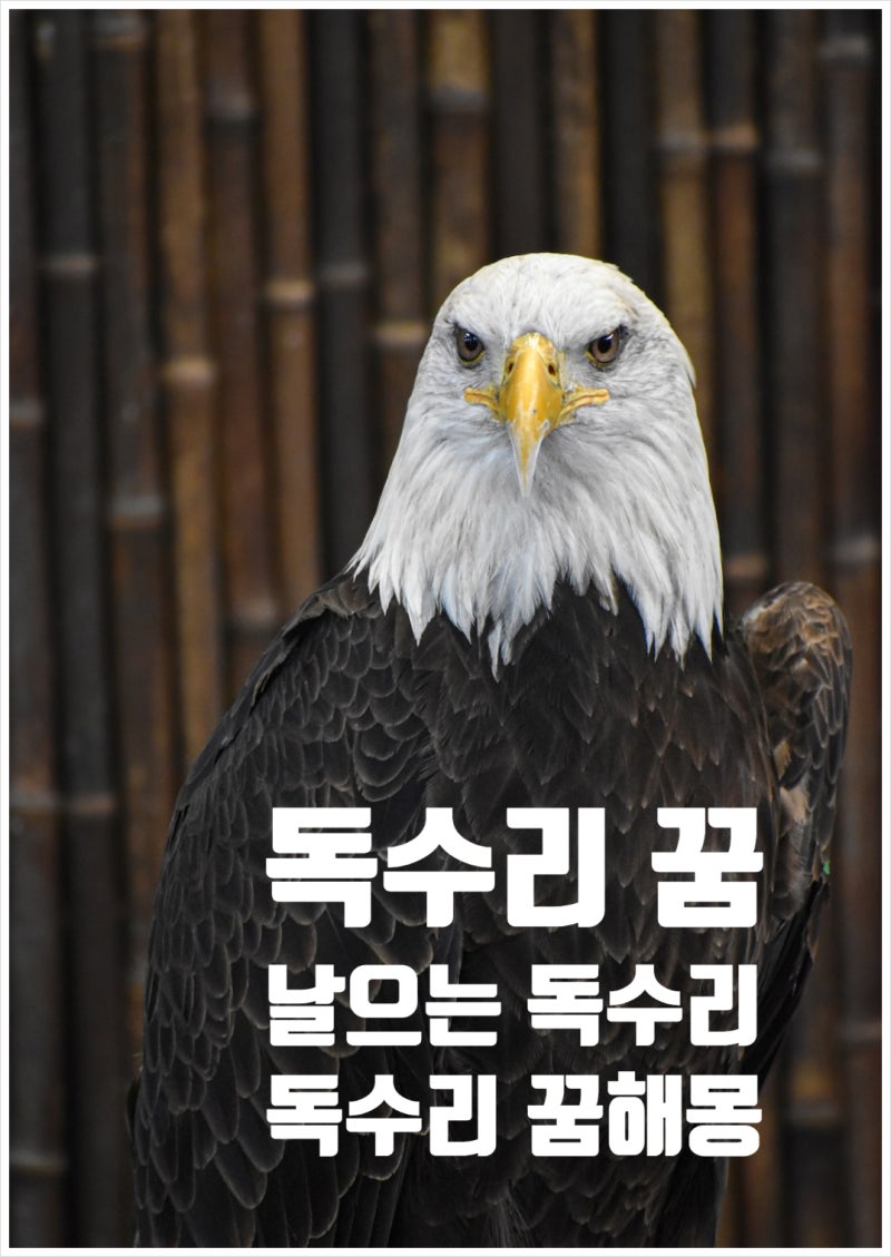 독수리꿈 날으는 독수리보는 꿈해몽 풀이와 의미