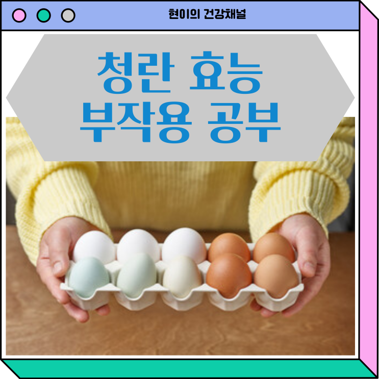  청계알 청란 효능 청계란 부작용 가격 알아보기