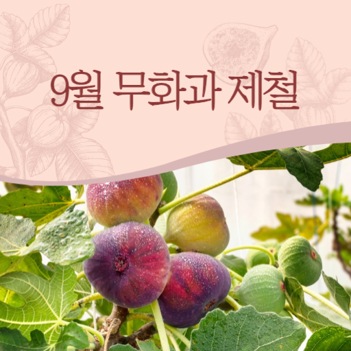  9월 제철 무화과 식이섬유많아 변비에 즉빵!