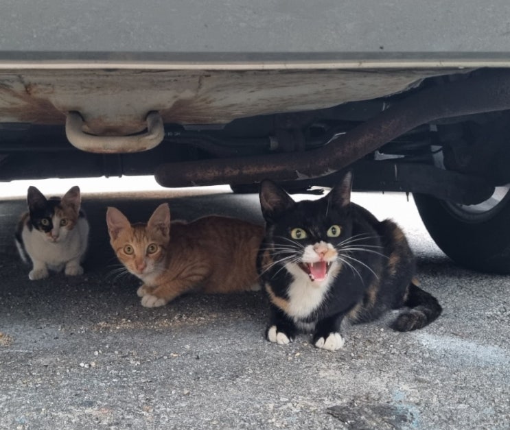  고양이 하악질 이유, 화난 게 아니에요