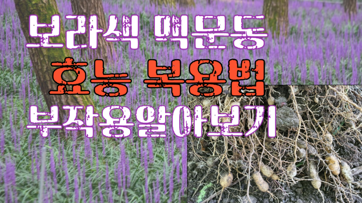  맥문동 꽃 효능 가루 부작용 보라색꽃 덩이식물