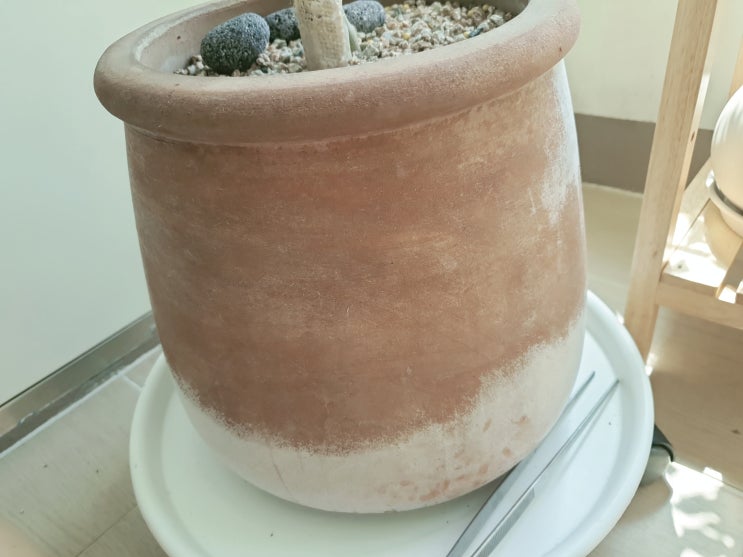  초보식집사일지 : 토분에 곰팡이가 피었을 때?(준비물_알코올과 물티슈, 수세미)