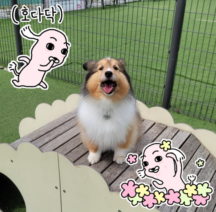 네이버 블로그 강아지 스티커, 카카오톡 이모티콘 추천 불쾌한 골짜기의 강사장