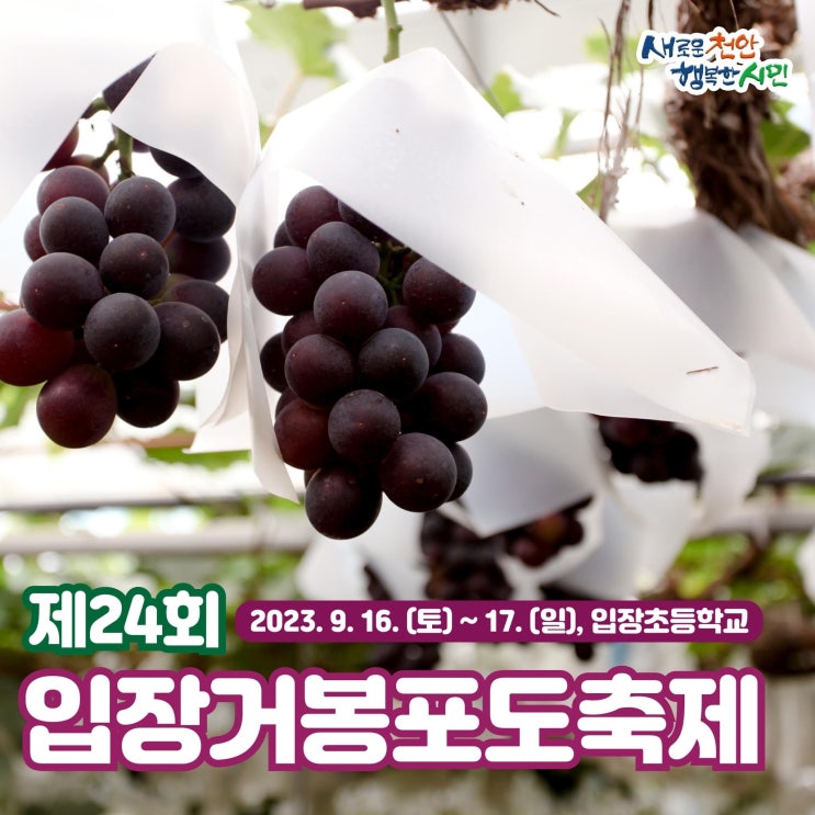 천안 가볼만한곳 제24회 입장거봉포도축제 | 천안시청페이스북