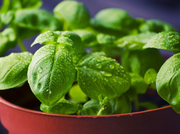 공기정화식물 활용한 그린오피스 관리쉬운 공기정화식물