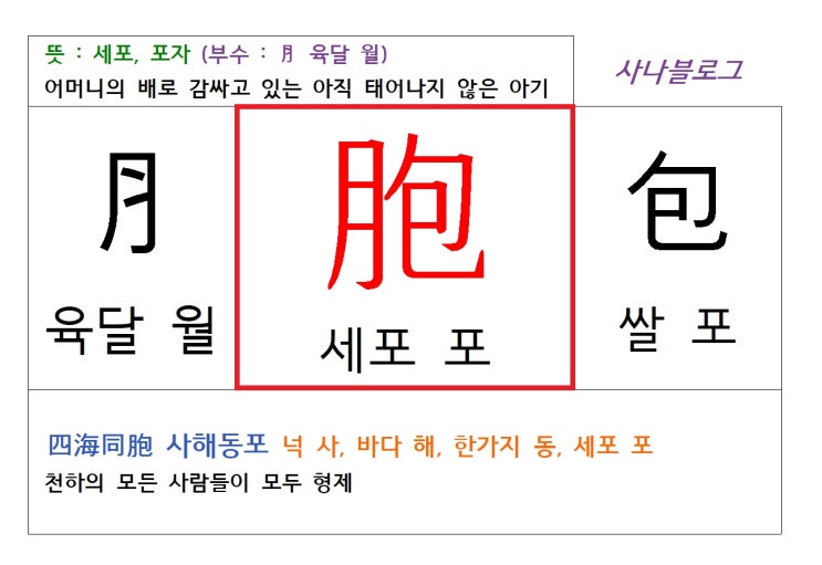  세포 포