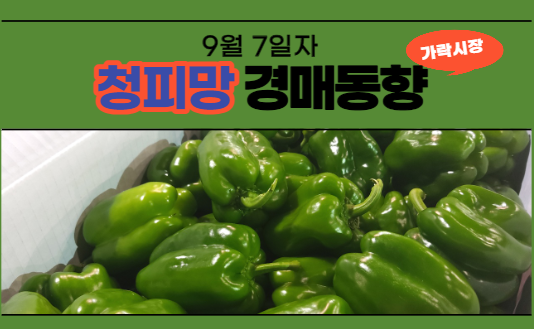  [경매사 일일보고] 9월 7일자 가락시장 청피망 경매동향을 살펴보겠습니다!