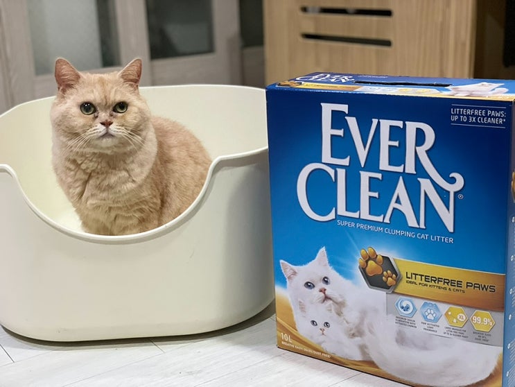  고양이 모래 에버크린 리터프리 사용 후기