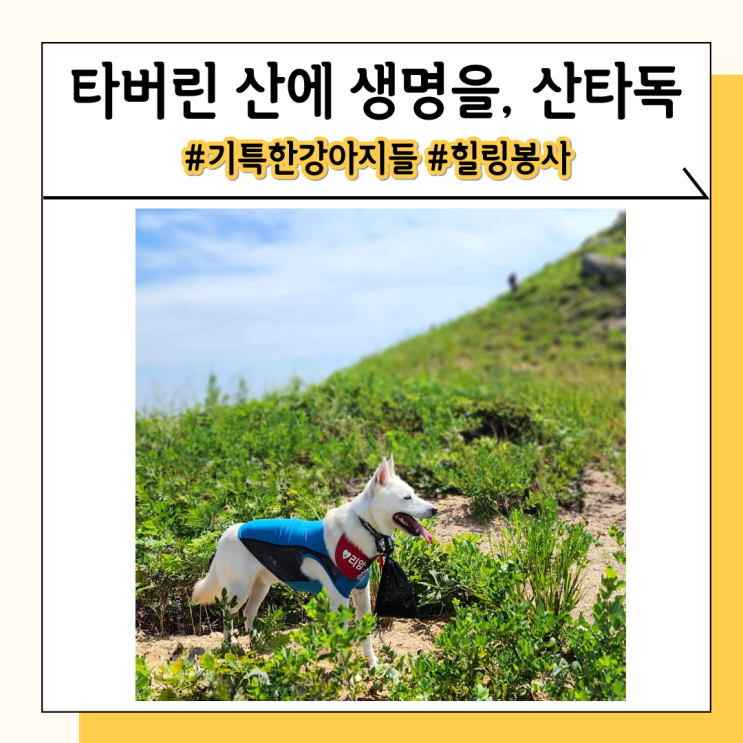 강아지 행사 봉사 활동 아하빌리지 산타독 후기 강아지 행사 봉사 활동 아하빌리지 산타독 후기