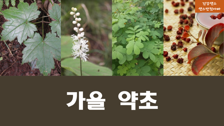  가을 약초 : 편도염 구내염에 좋은 개승마, 고혈압 변비 개선에 도움 되는 결명자
