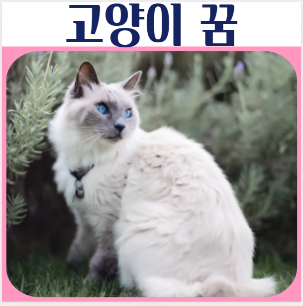  고양이꿈, 새끼고양이 꿈, 큰 길고양이 꿈해몽