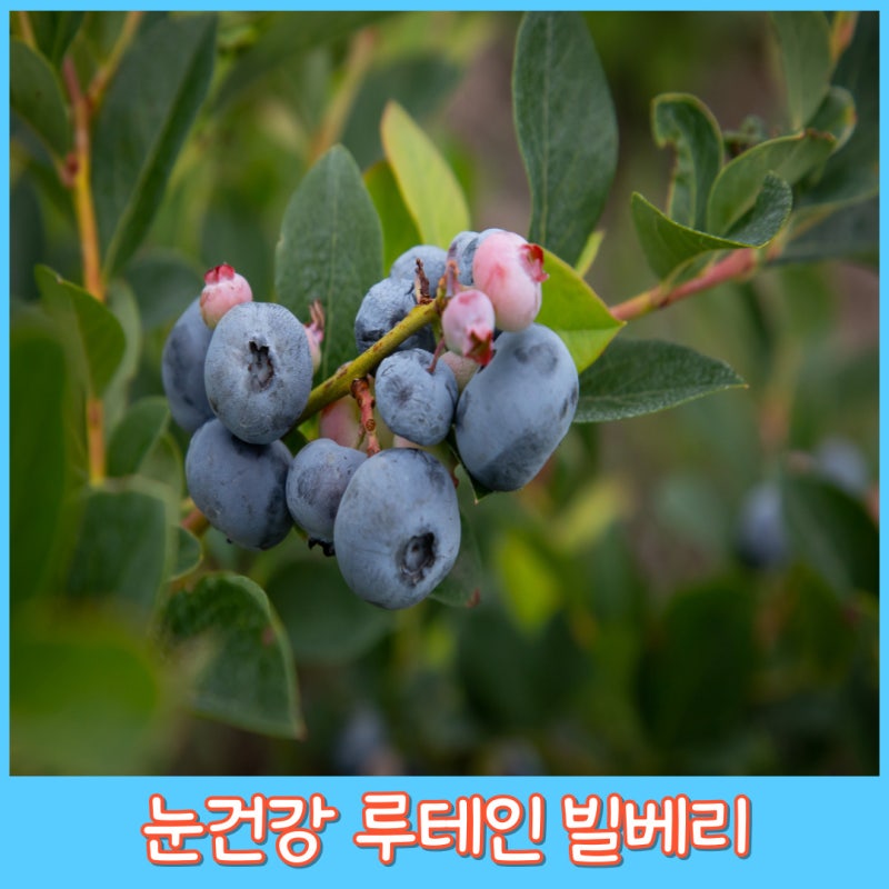 눈 건강 루테인 빌베리 영양제 라이프 익스텐션