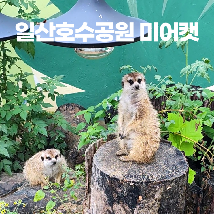 일산호수공원 자연학습원 작은동물원 미어캣 일산호수공원 자연학습원 작은동물원 미어캣