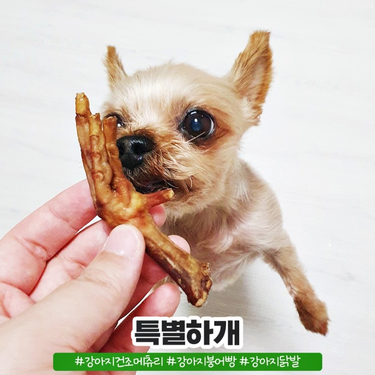 강아지건조메츄리 강아지붕어빵 넘 잘먹는 특별하개