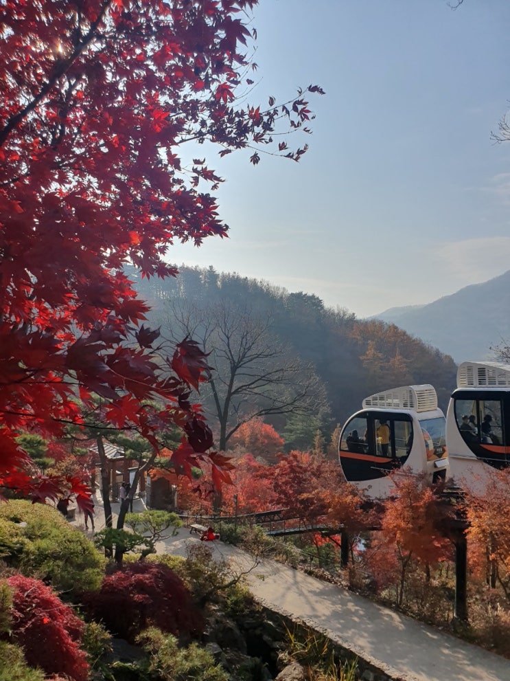  [광주/곤지암] 너무 만족스러웠던 가을 화담숲 단풍놀이