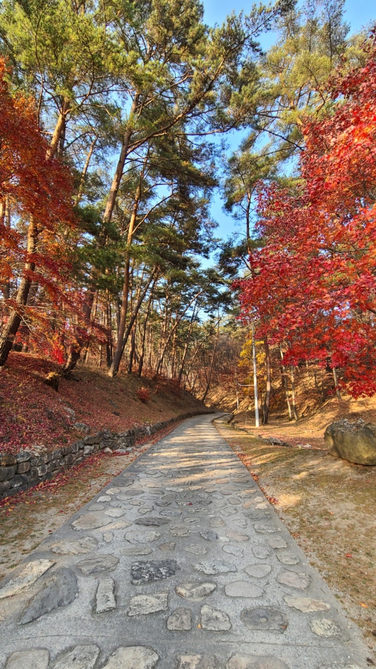  [강원도캠핑장]영월지구별캠프/법흥사/단풍캠/계곡캠핑장