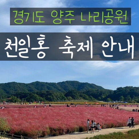  양주 나리공원 천일홍 축제 2023 가볼만한곳