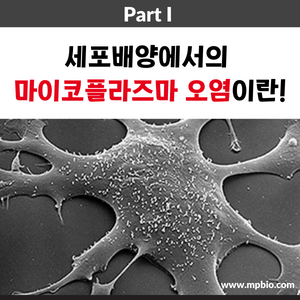 Mycoplasma Contamination in Cell Culture - Part I : 세포배양에서 마이코플라즈마 오염이란?