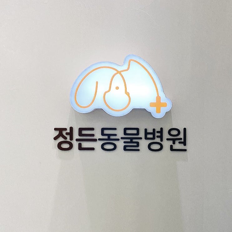  은평구 동물병원 정든동물병원에서 가동이 건강검진 유선종양 발견 후기