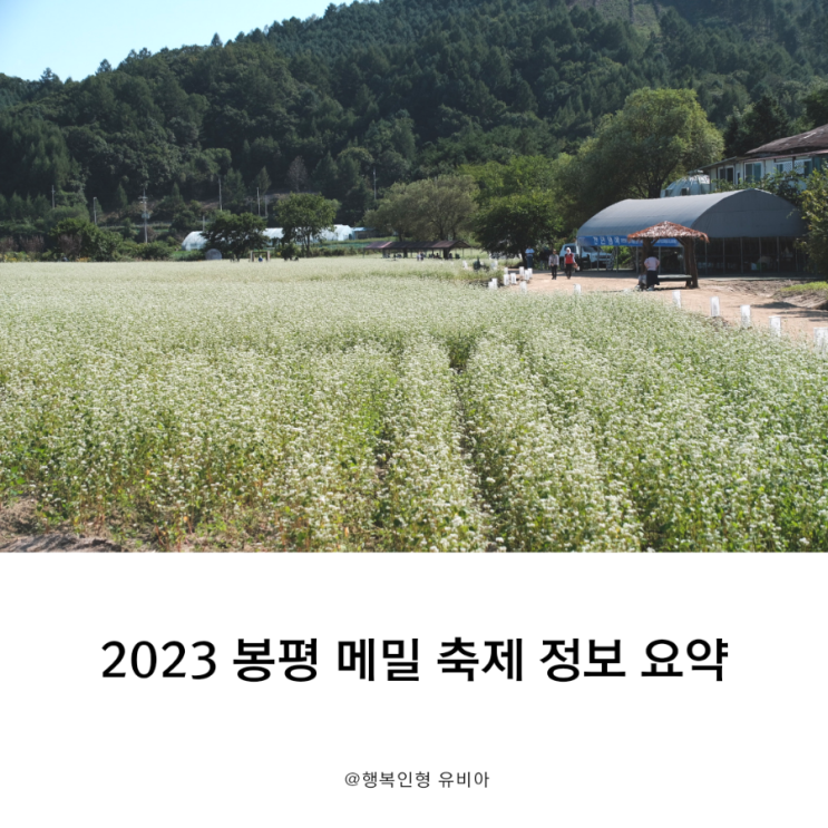 2023 평창효석문화제 봉평메밀축제 시작, 개화 상황 및 봉평5일장