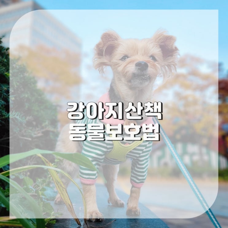 요즘 강아지 산책 시기 필요한 강아지 산책 용품 지켜야될 동물보호법