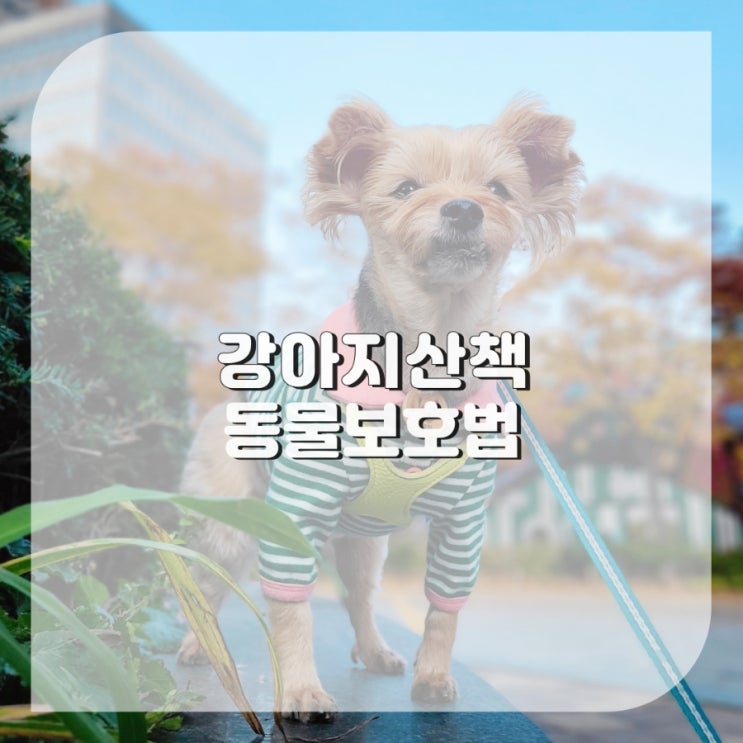 요즘 강아지 산책 시기 필요한 강아지 산책 용품 지켜야될 동물보호법