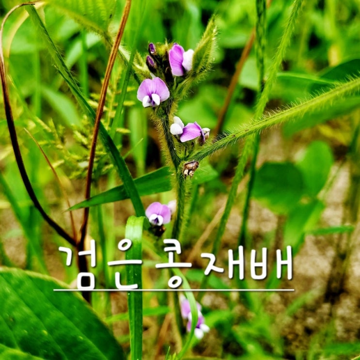  텃밭 검은콩재배 다수확 노하우