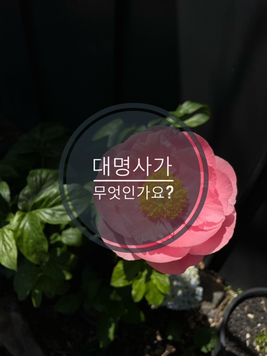  현직 영어 과외쌤이 알려주는 영문법 | 대명사가 무엇인가요? (1)