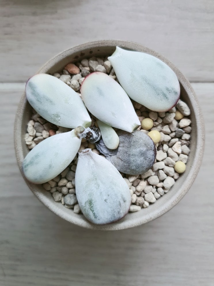 초보식집사 일지 : 화분에 있던 흙은 왜 재사용하면 안될까?