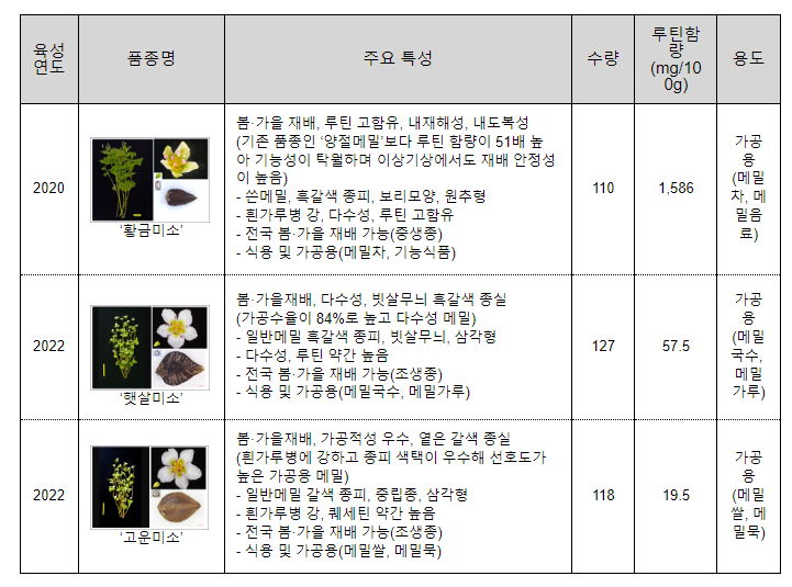 국산 메밀 산업화 기틀 마련, 고부가가치 산업 도약 국산 메밀 산업화 기틀 마련, 고부가가치 산업 도약