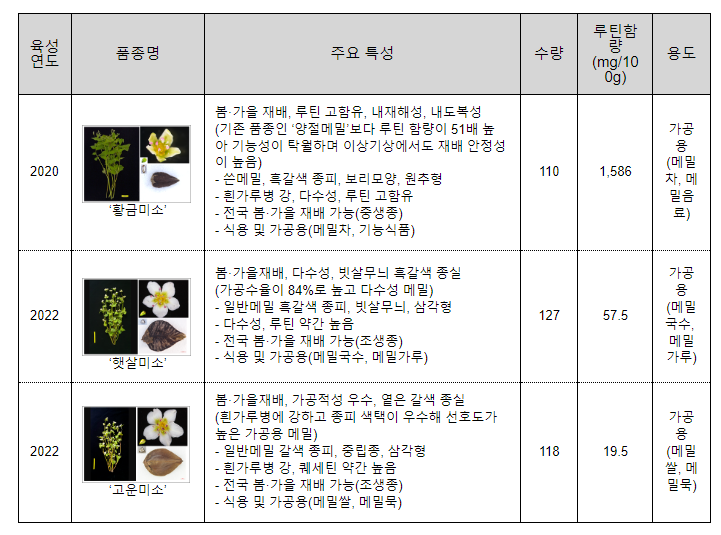 국산 메밀 산업화 기틀 마련, 고부가가치 산업 도약