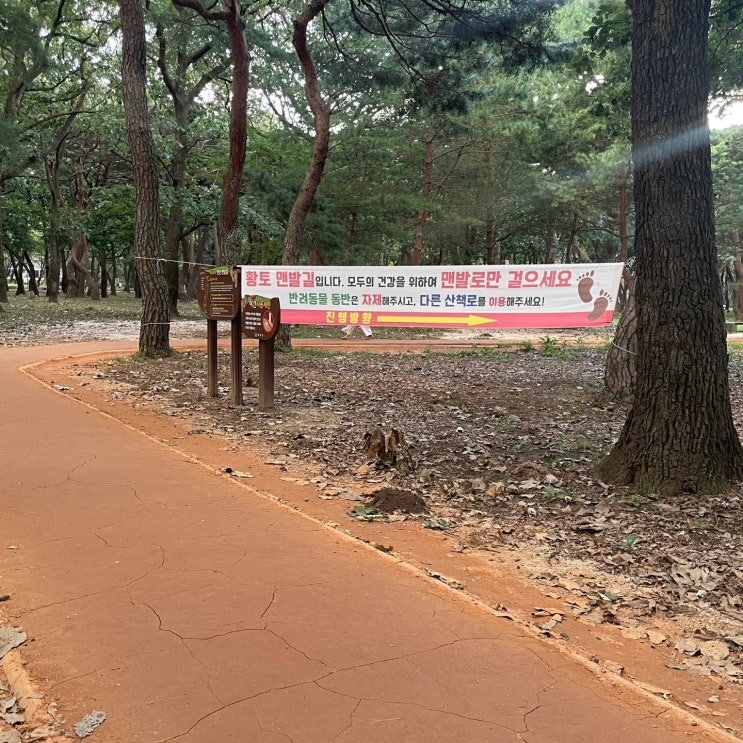  경주 현지인 핫플 황성공원 맨발 황토길 경주읍성 야경 최고