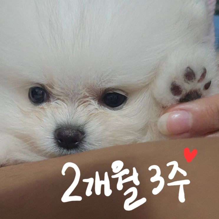  집온지 2주차 되어가는 로하 고새 많이 큰듯️