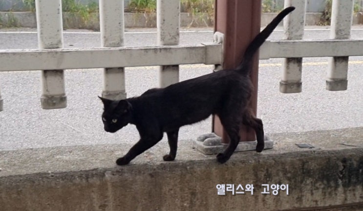  코리안쇼트헤어 포토 기본정보 코리안숏헤어 한국 고양이 종류 특징