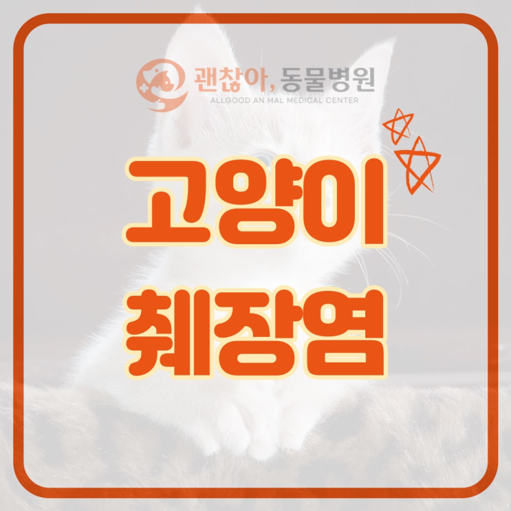  고양이 췌장염 원인과 증상에 대해 알아봐요! [평택 고덕 괜찮아 동물병원]