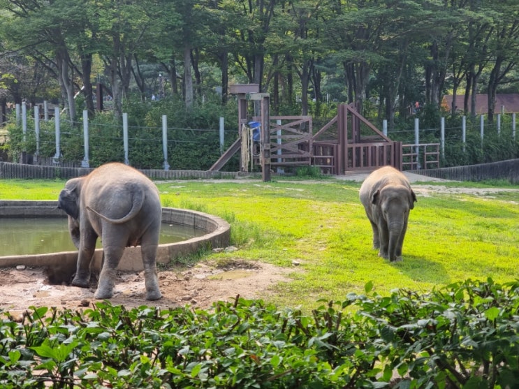 생후29개월 아기와 함께 서울대공원 동물원 구경! 체력소모는 컸지만 즐거웠던 하루