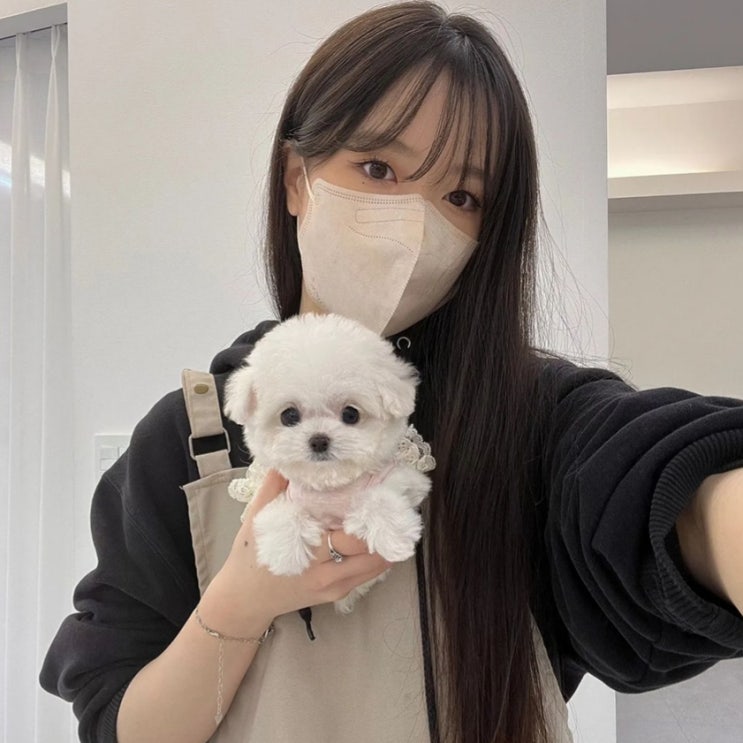  수입 미니비숑 가격 및 근황은 어떨까?