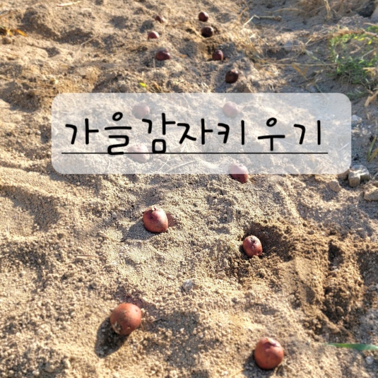  텃밭 잡초 정리 후 가을 홍감자 심기